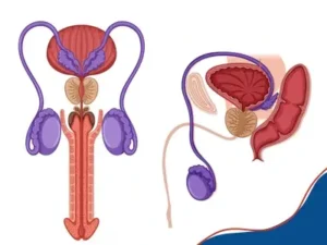 benefits of penis enlargement surgery